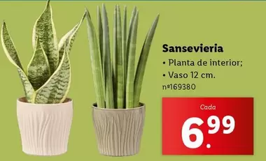 Oferta de Planta -  De Interior por 6,99€ em Lidl