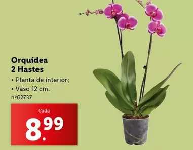 Oferta de Planta - Orquídea 2 Hastes por 8,99€ em Lidl