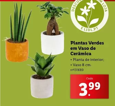 Oferta de A+ - Plantas Verdes Em Vaso De Ceramica por 3,99€ em Lidl