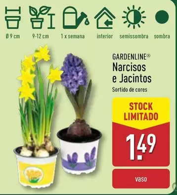 Oferta de Gardenline - Narcisos E Jacintos por 1,49€ em Aldi