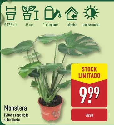 Oferta de Monstera por 9,99€ em Aldi