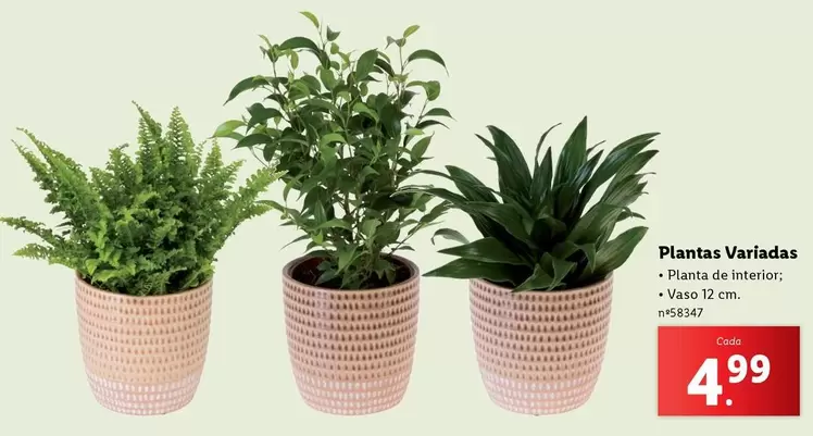 Oferta de Planta - s Variadas por 4,99€ em Lidl