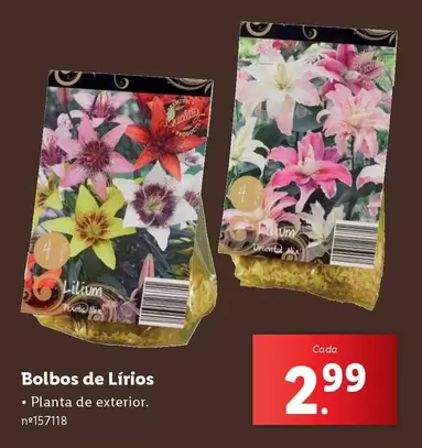 Oferta de Planta - Bolbos De Lirios por 2,99€ em Lidl