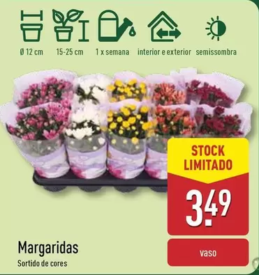 Oferta de Margaridas por 3,49€ em Aldi